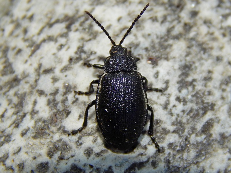 Galeruca tanaceti?